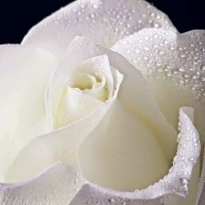 Meet your Posher, Shauna